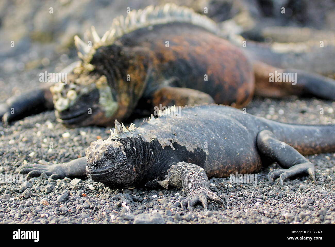 De la mer, hommes et femmes, de l'iguane Galapagos Banque D'Images