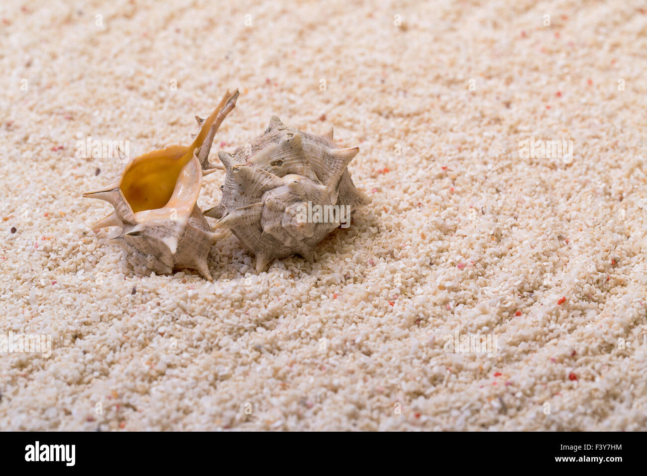 Coquilles de mer avec du sable de corail Banque D'Images