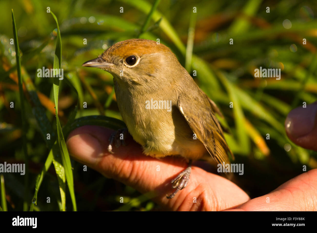 Blackcap oiseau sur une main sur la lumière solaire Banque D'Images