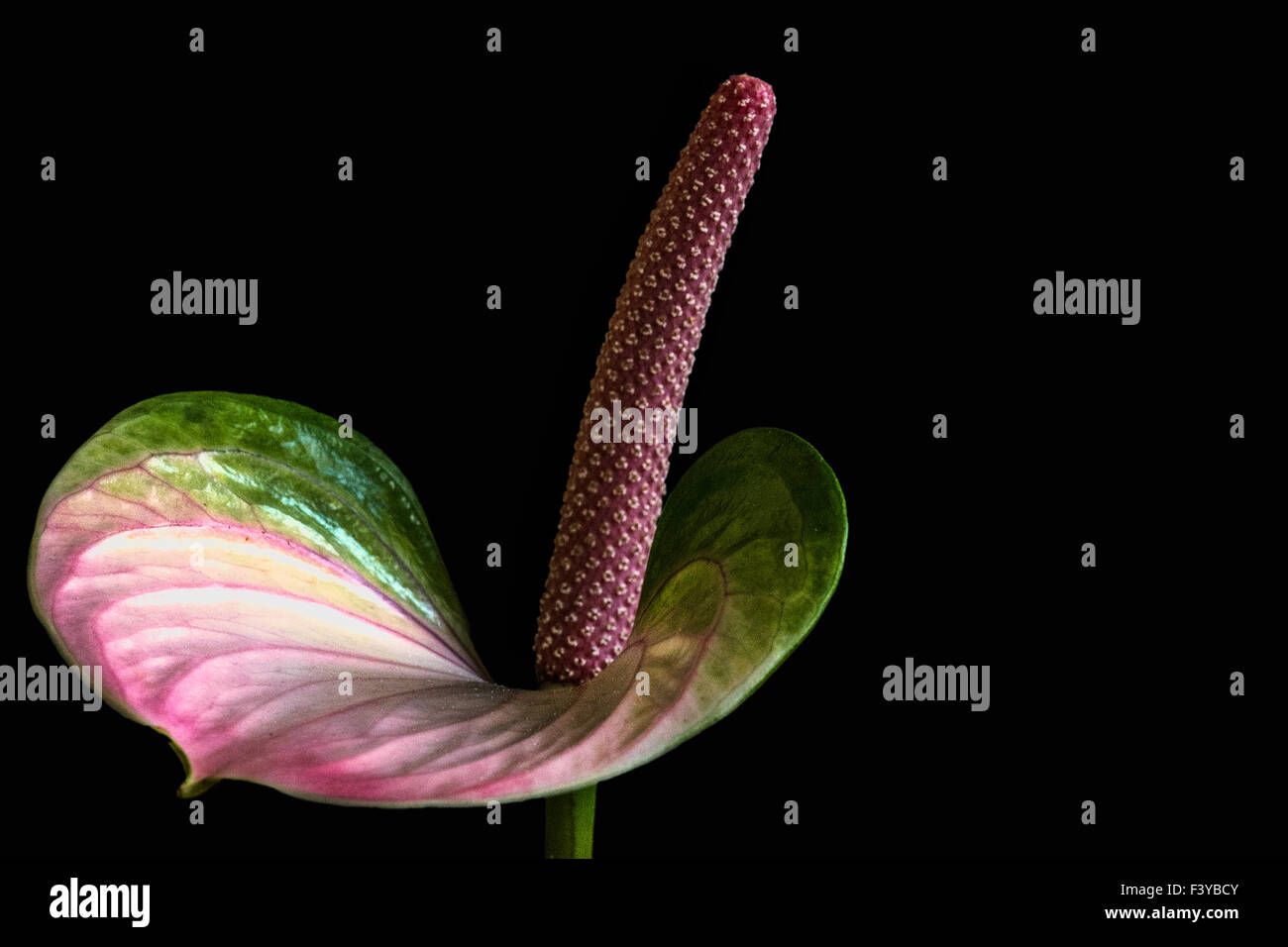 Fleurs flamingo Banque D'Images