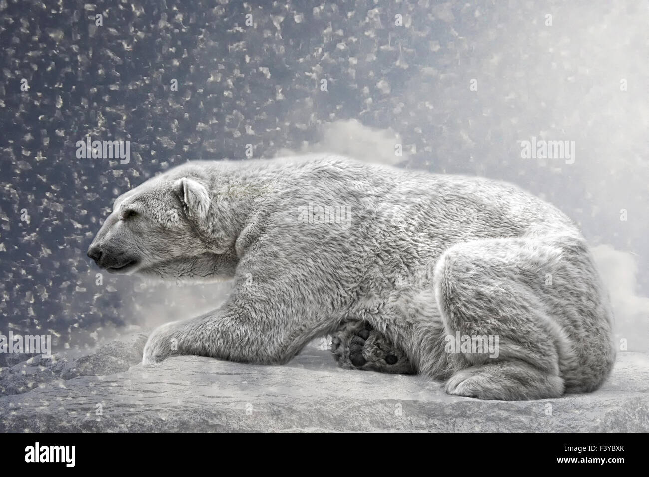 l’ours polaire Banque D'Images