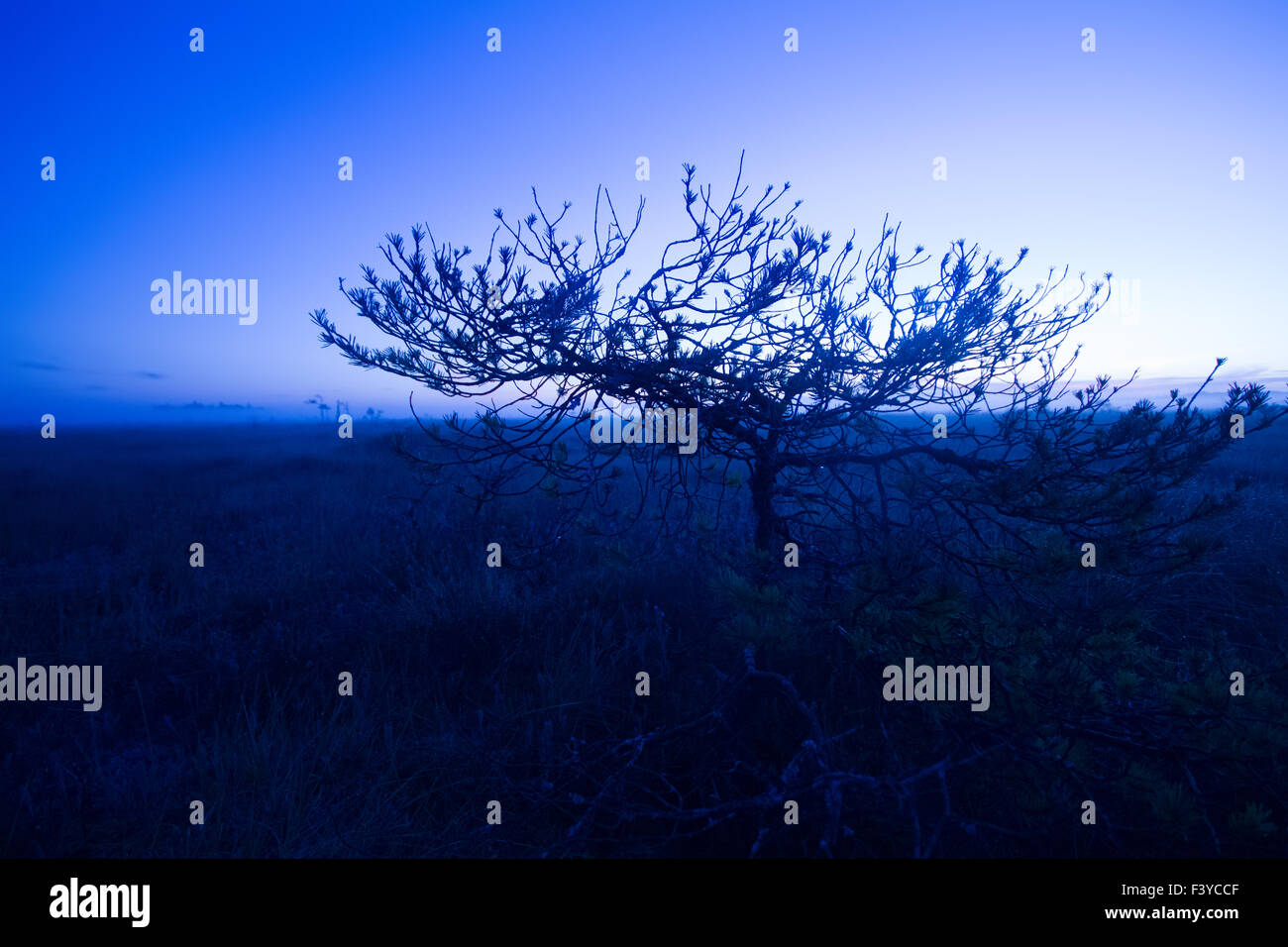 Tree against a sunset et d'espaces ouverts Banque D'Images