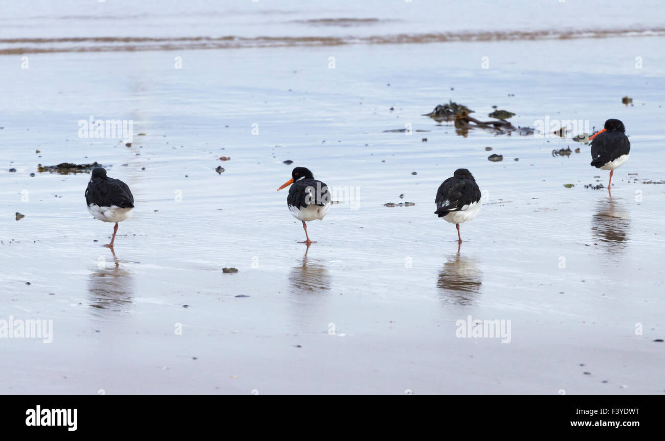 Les huîtriers debout sur une jambe sur la plage sur la côte du Nord-Est de l'Angleterre. UK Banque D'Images