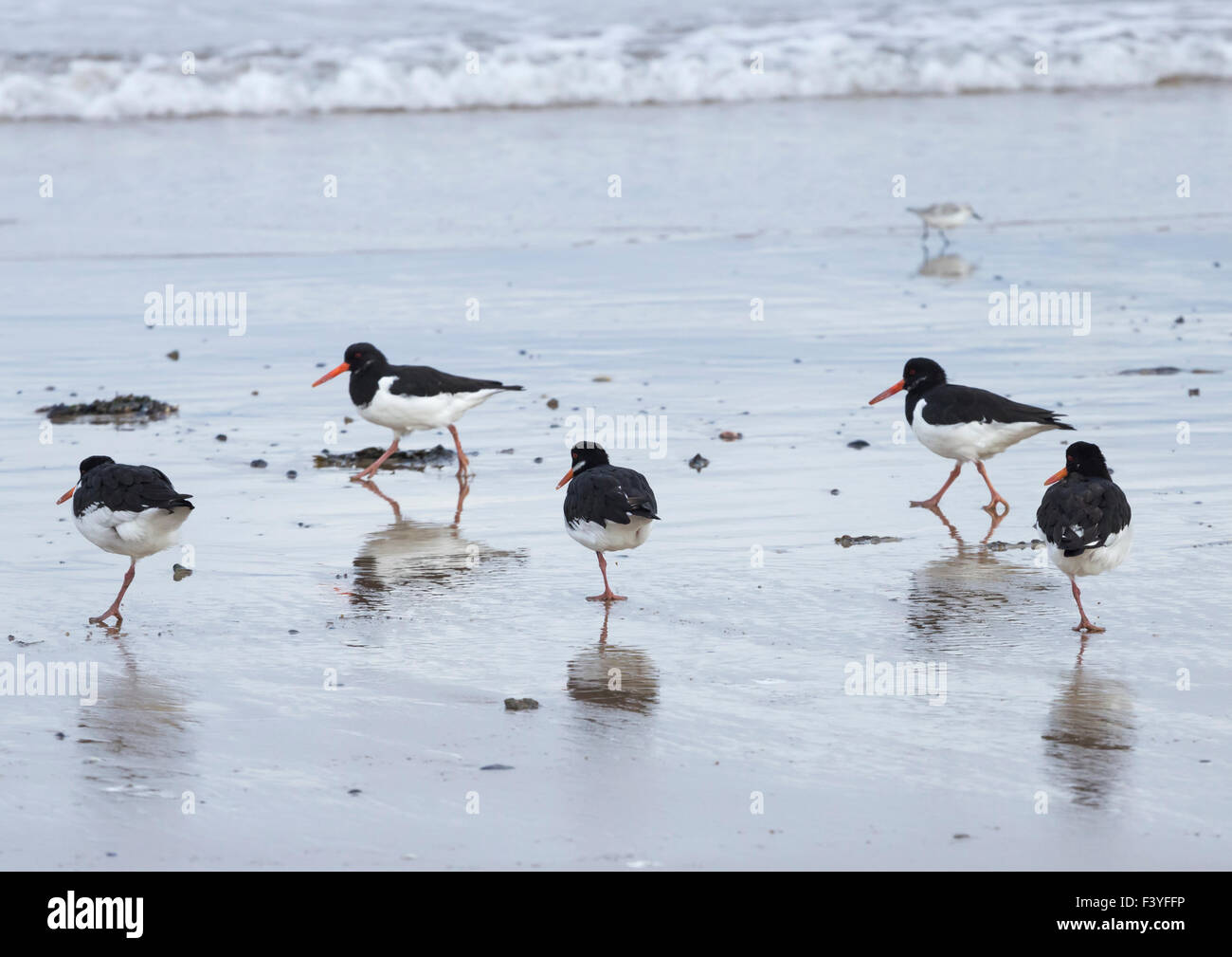 Les huîtriers debout sur une jambe sur la plage sur la côte du Nord-Est de l'Angleterre. UK Banque D'Images