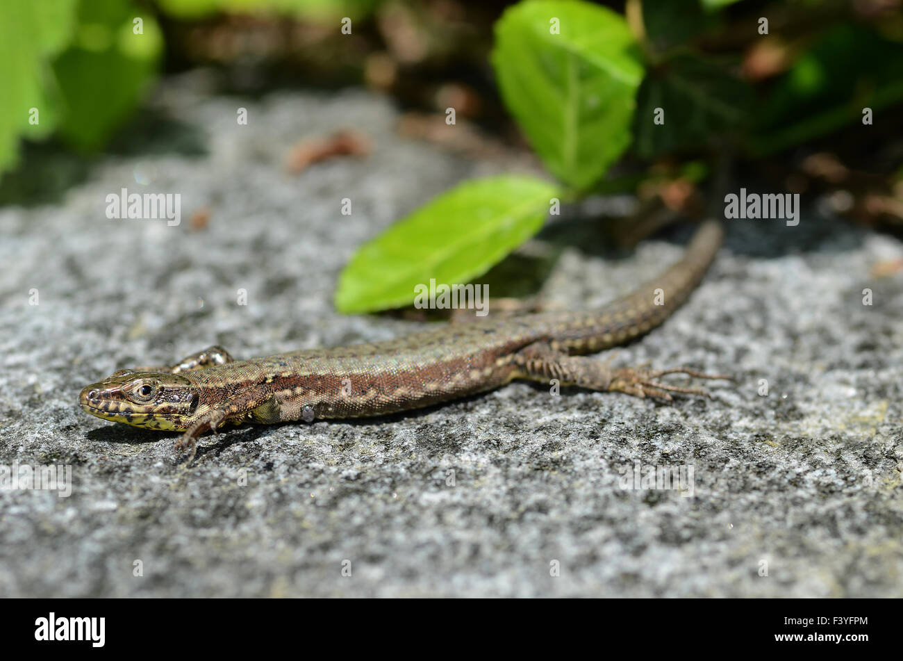 Lézard Banque D'Images