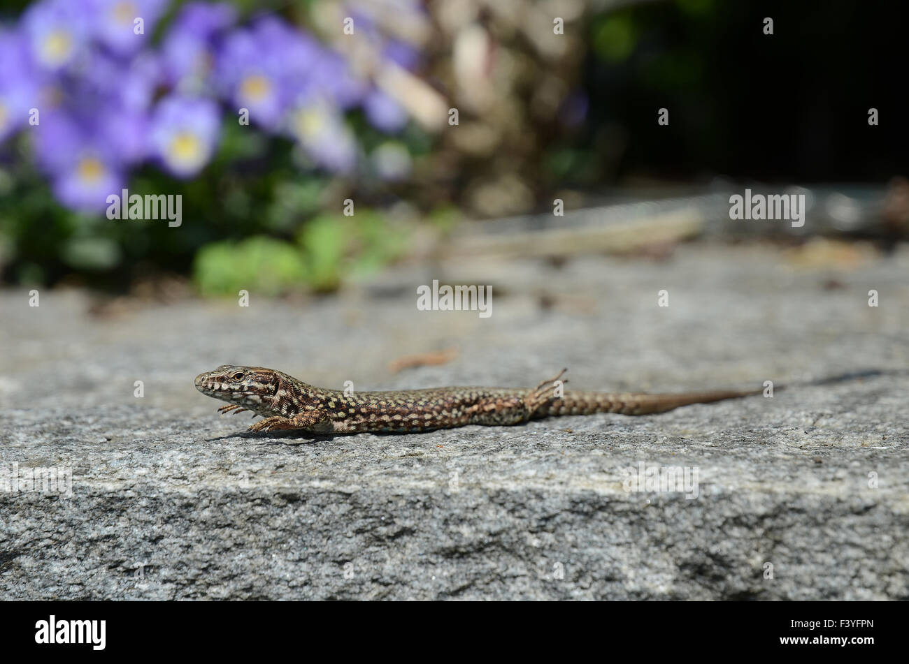 Lézard Banque D'Images