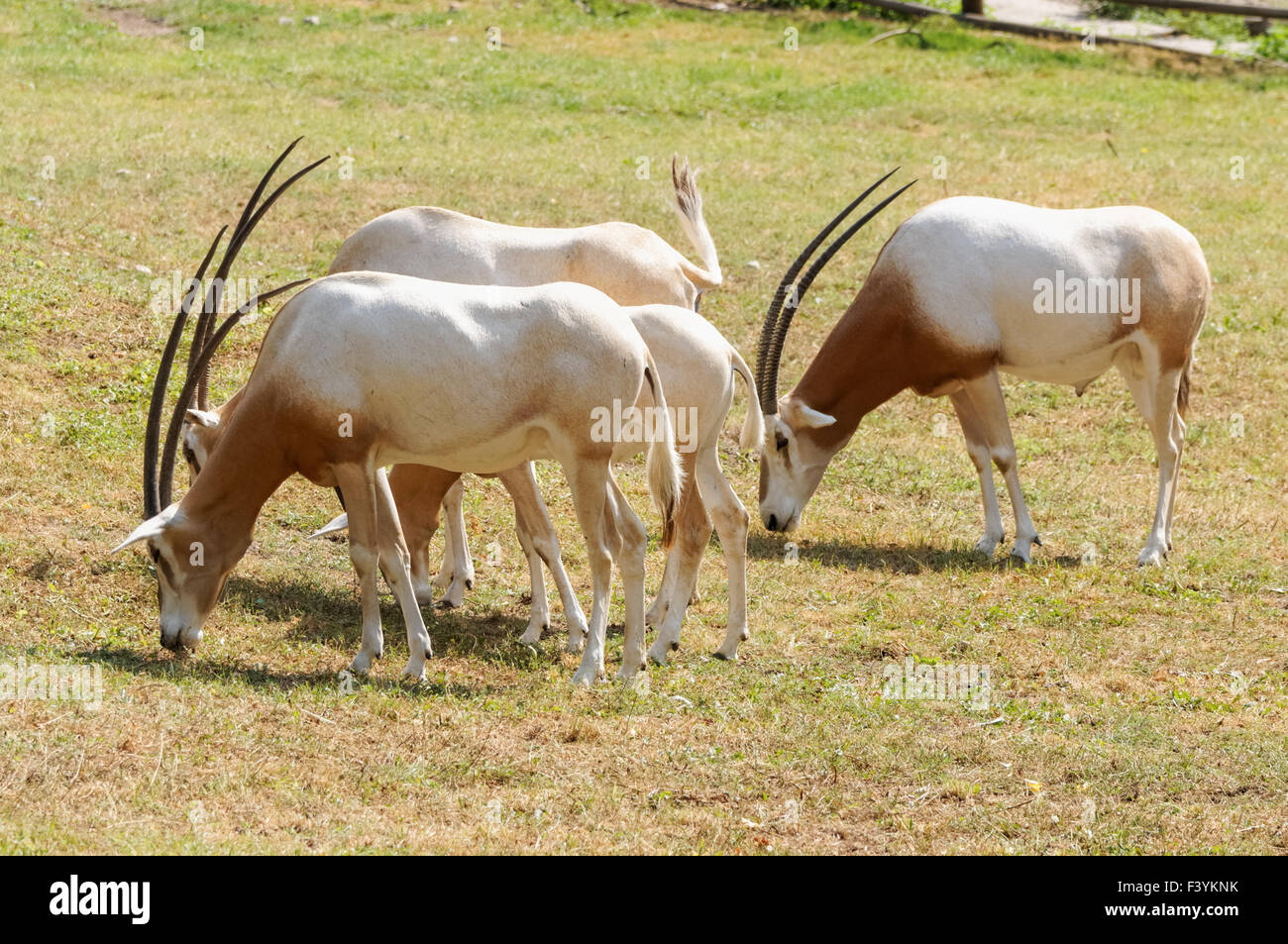 Scimitar horned oryx (Oryx dammah) au Zoo, Plock Pologne Banque D'Images
