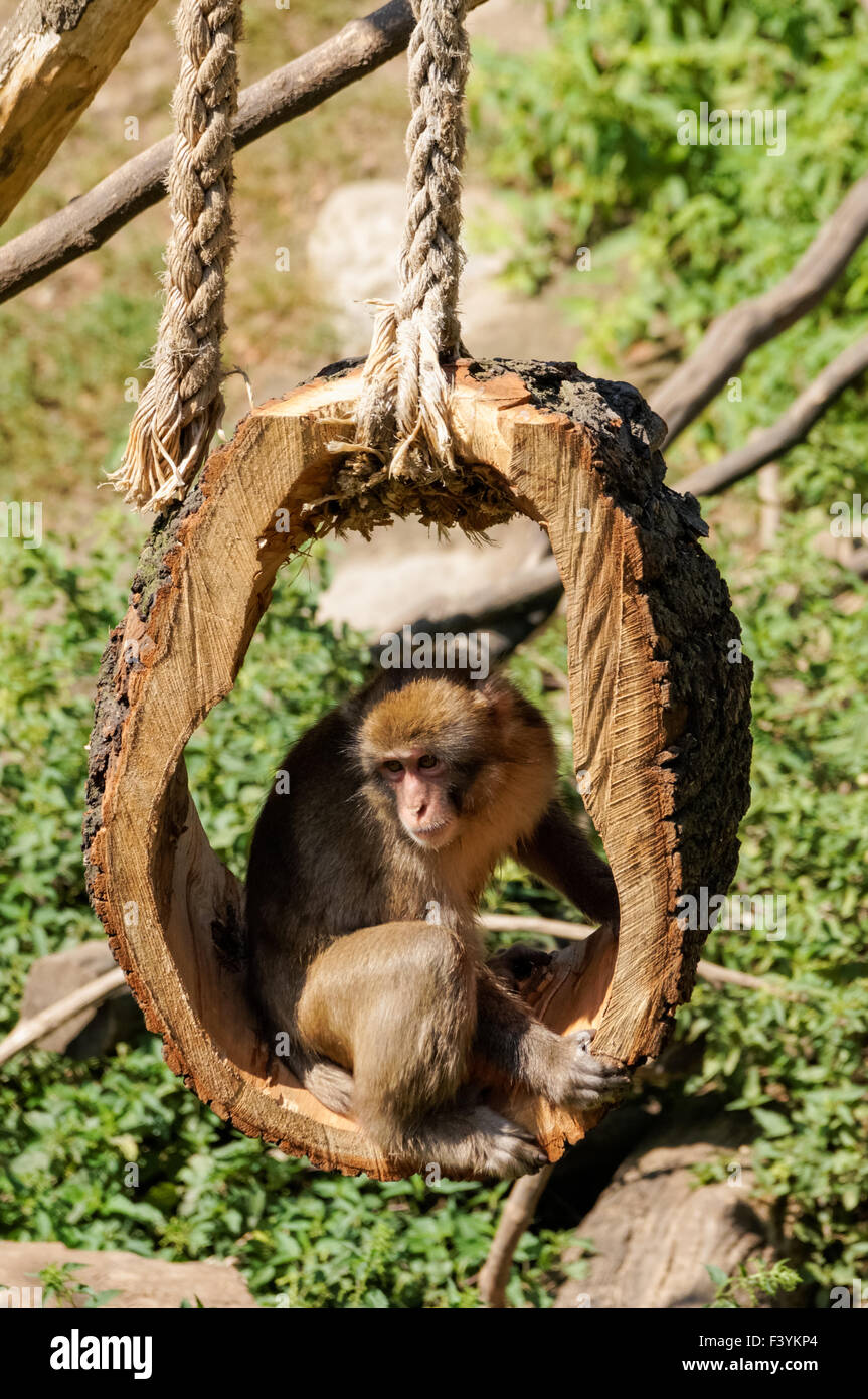 Macaques japonais au Zoo, Plock Pologne Banque D'Images