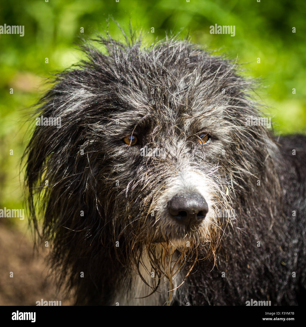 Chien de race mélangée Banque D'Images