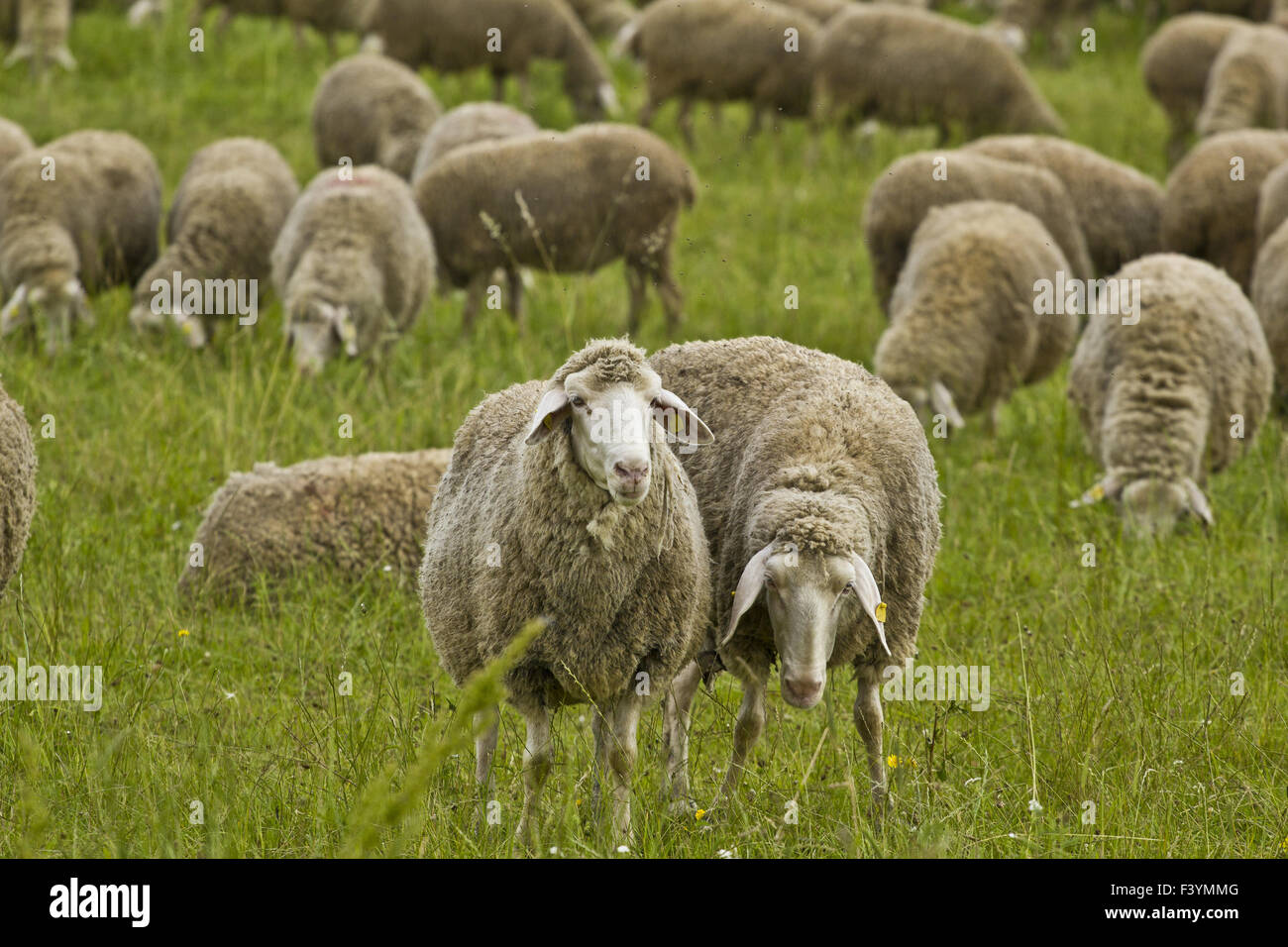 Berger Banque D'Images