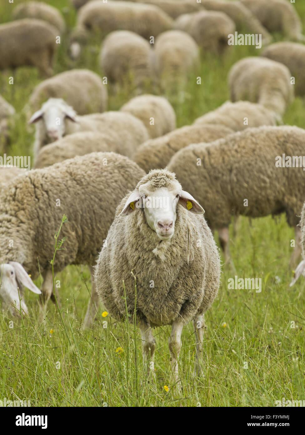 Berger Banque D'Images