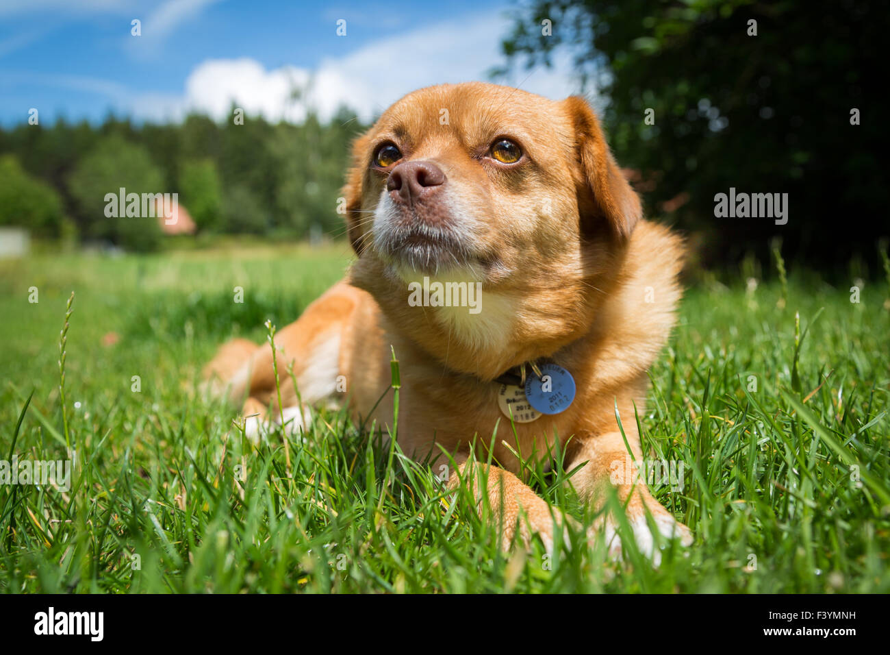 Chien de race mélangée Banque D'Images