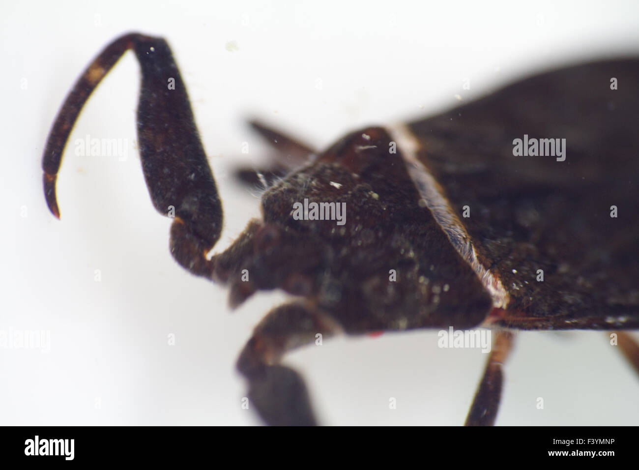 Nepa cinerea scorpion de l'eau sur un arrière-plan Banque D'Images