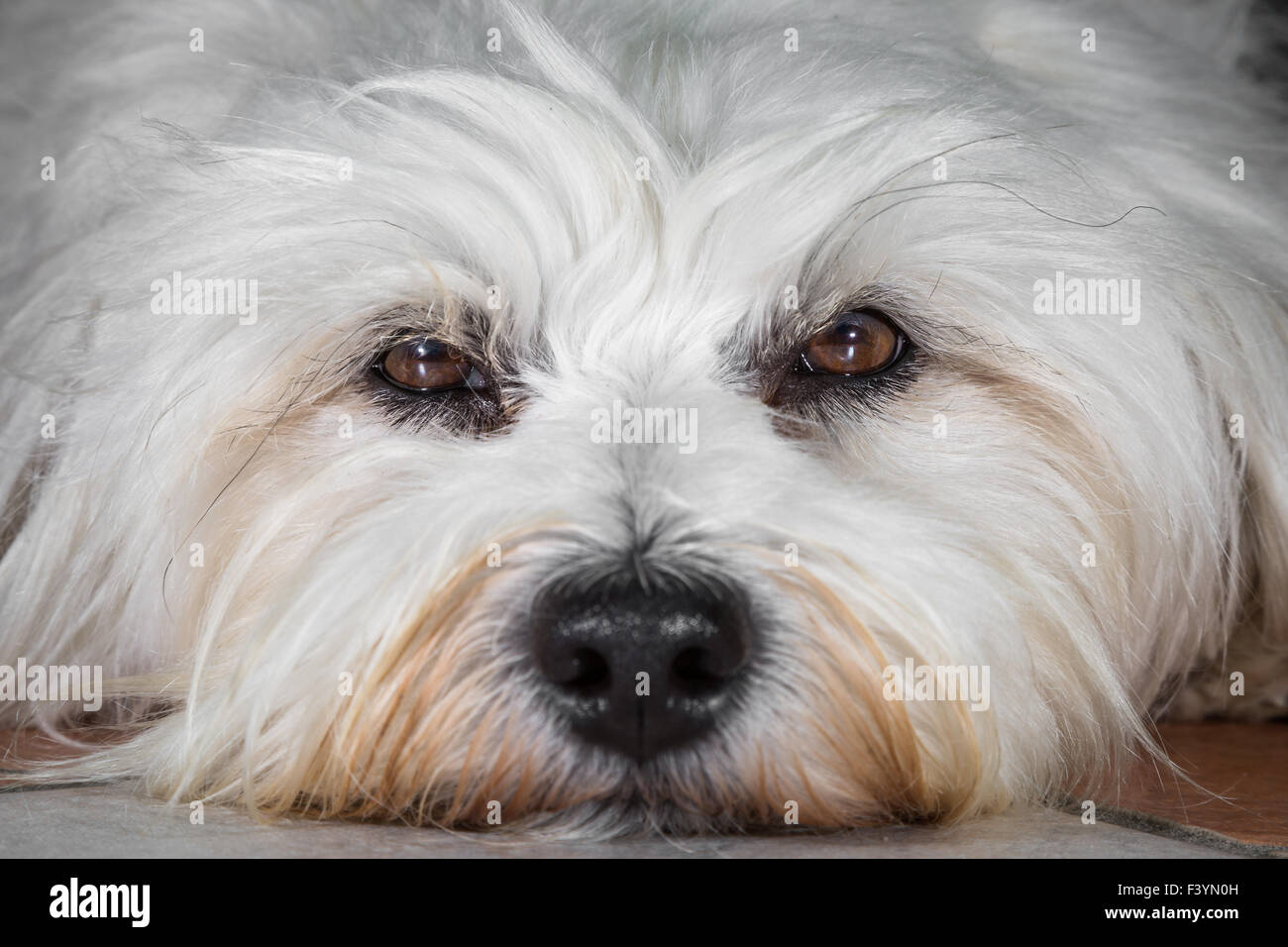 Yeux bruns Banque D'Images