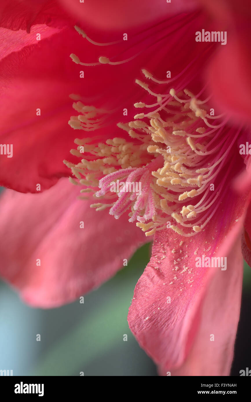 Epiphyllum, détails de fleurs Banque D'Images