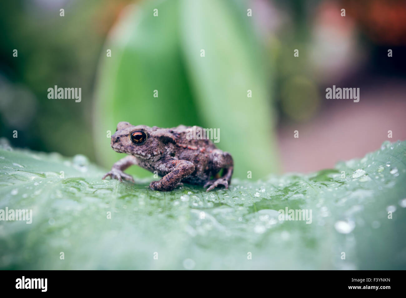 Toad sur une feuille avec des gouttes de pluie Banque D'Images