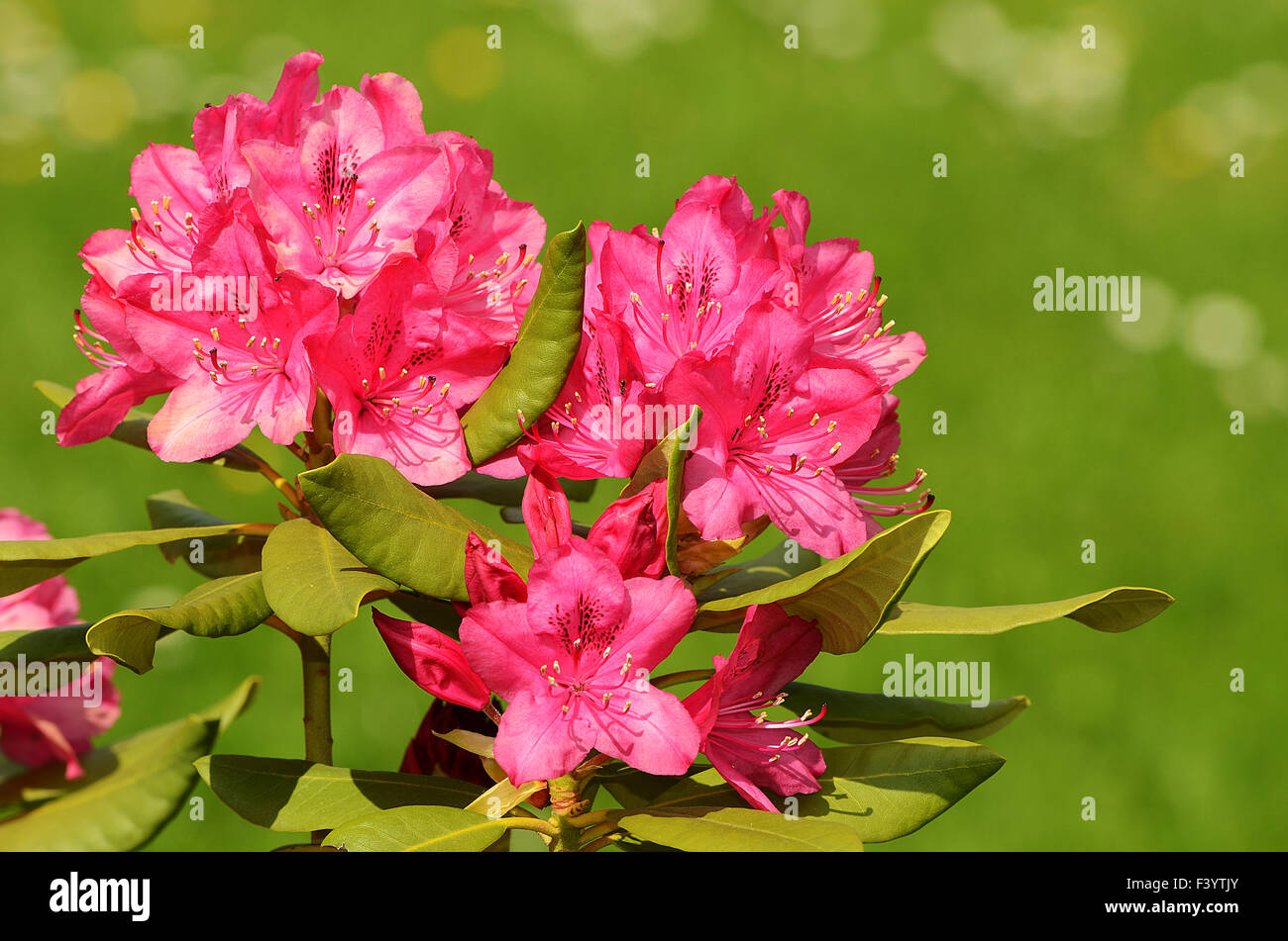 Rhododendrons en fleurs Banque D'Images