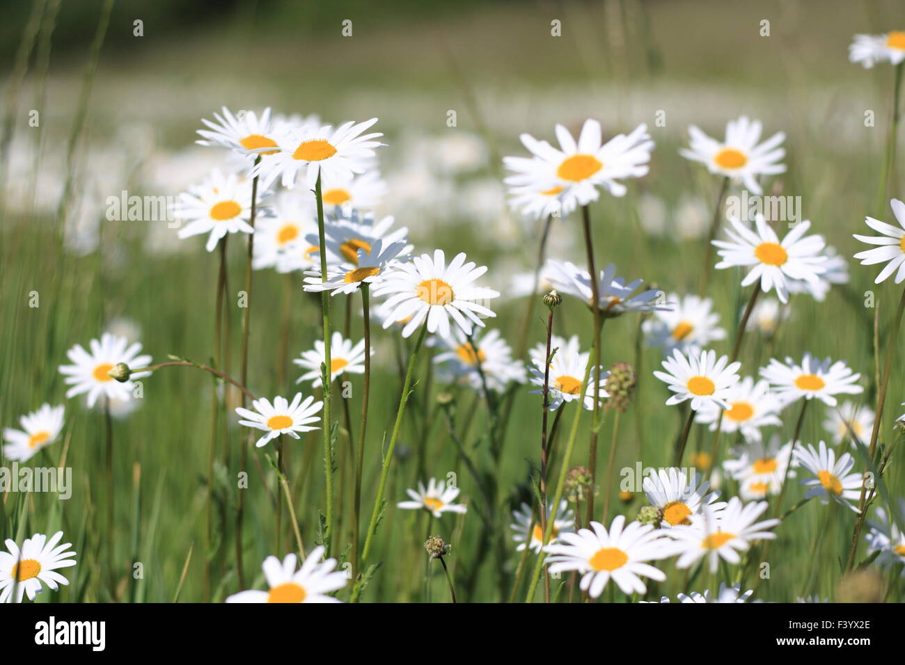 Belles fleurs Daisy sur un pré vert Banque D'Images