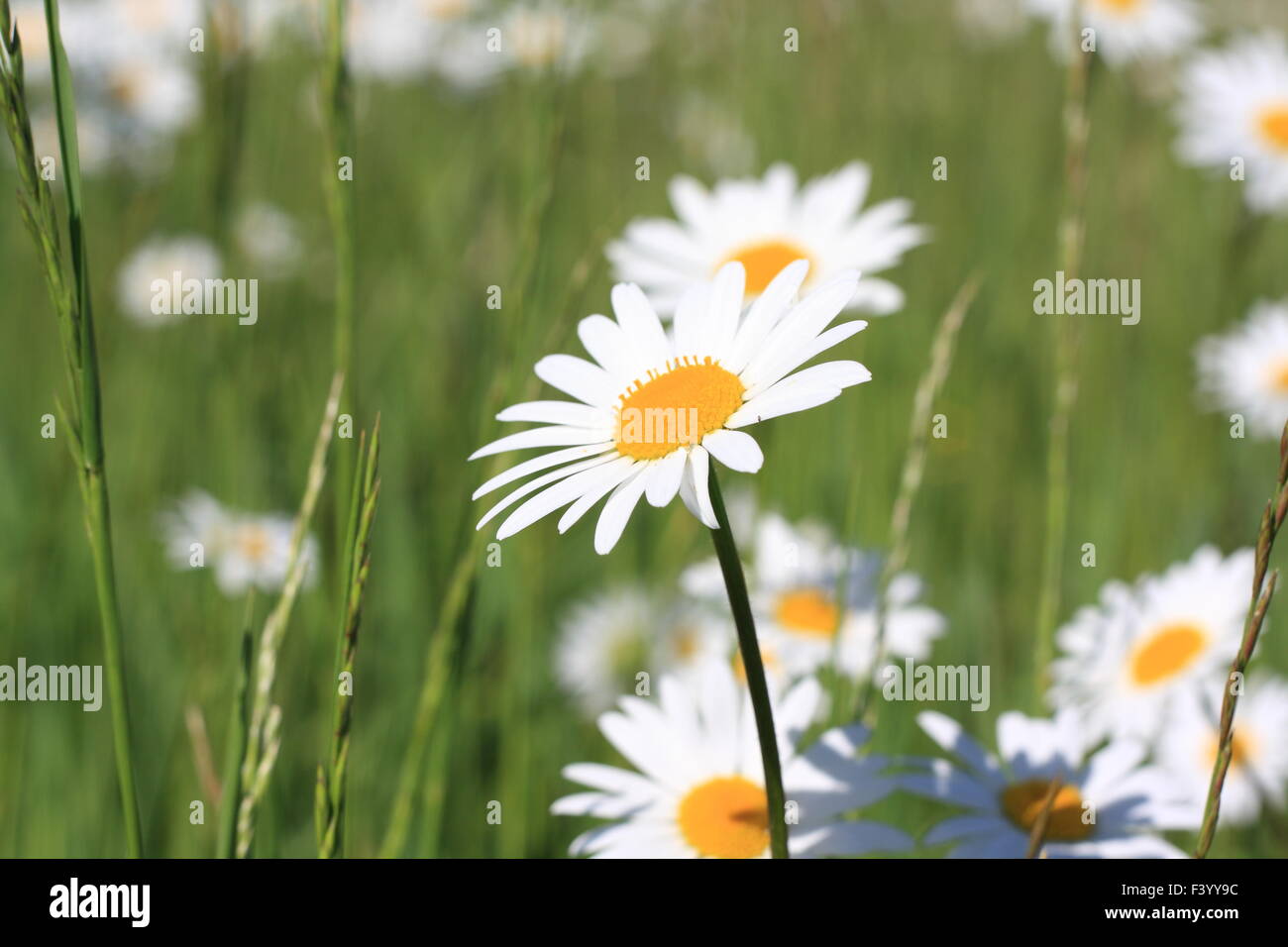 Belles fleurs Daisy sur un pré vert Banque D'Images
