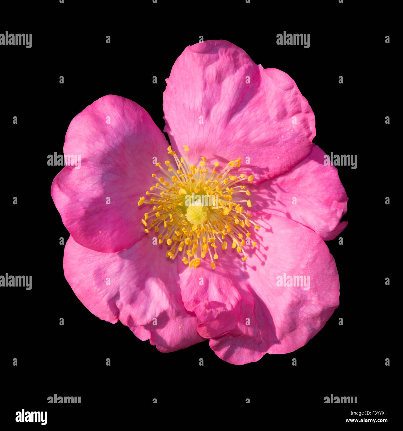 Wild Rose isolated on black Banque D'Images