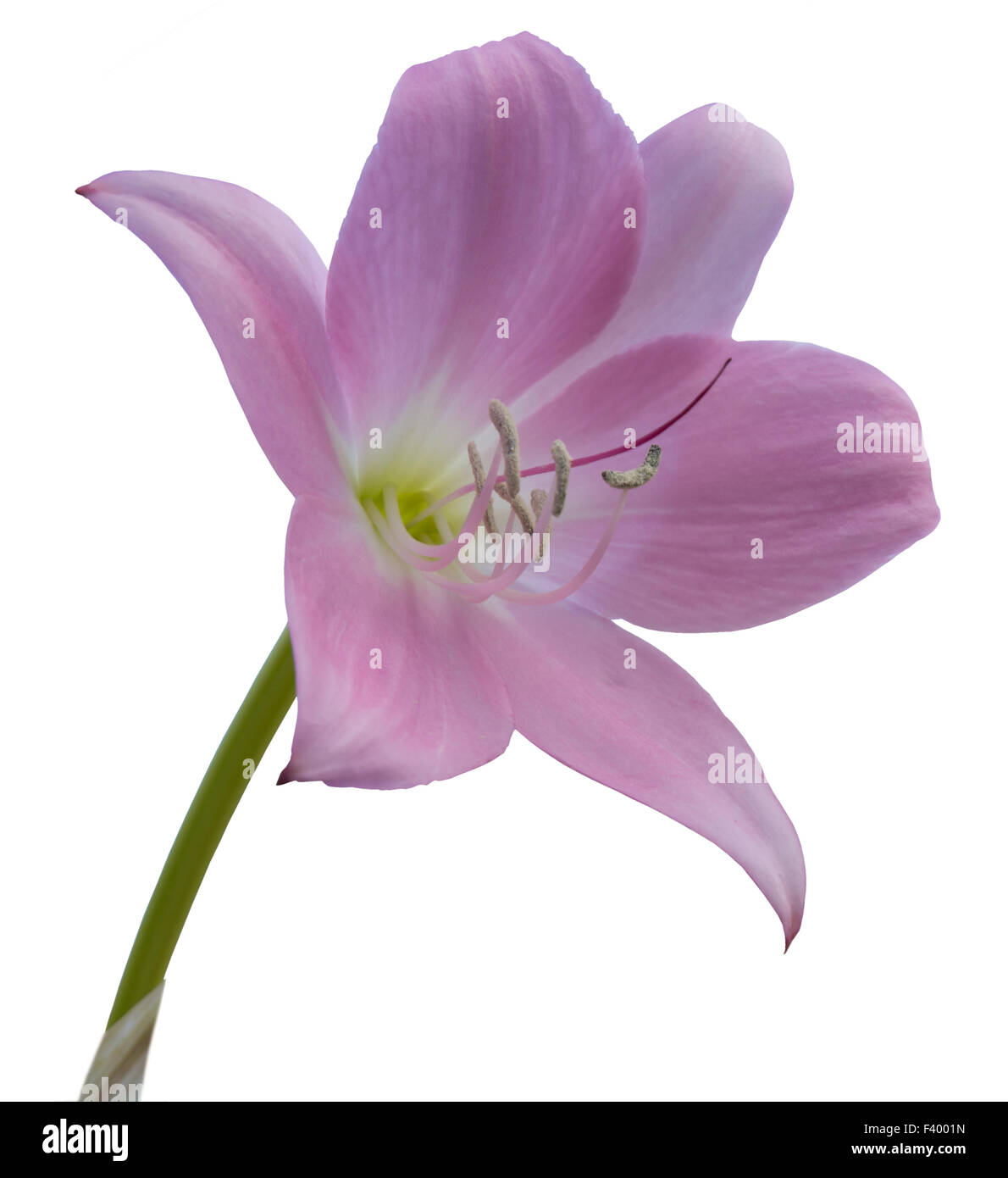 Lily rose isolated on white Banque D'Images