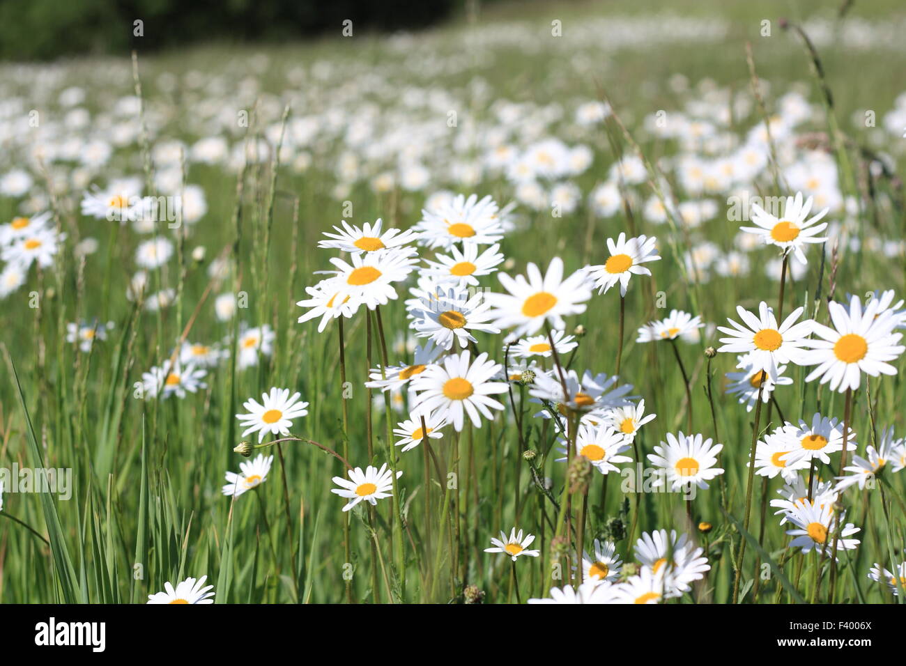 Belles fleurs Daisy sur un pré vert Banque D'Images