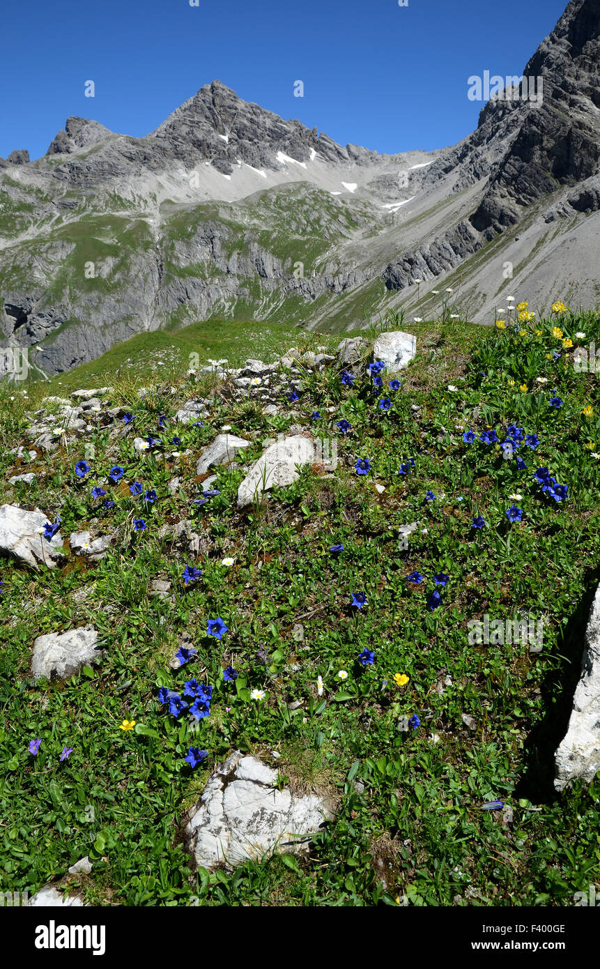 Fleurs des alpes Banque D'Images