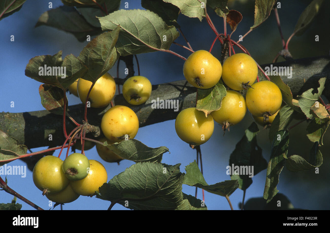 Apple tree forme sauvage Banque D'Images