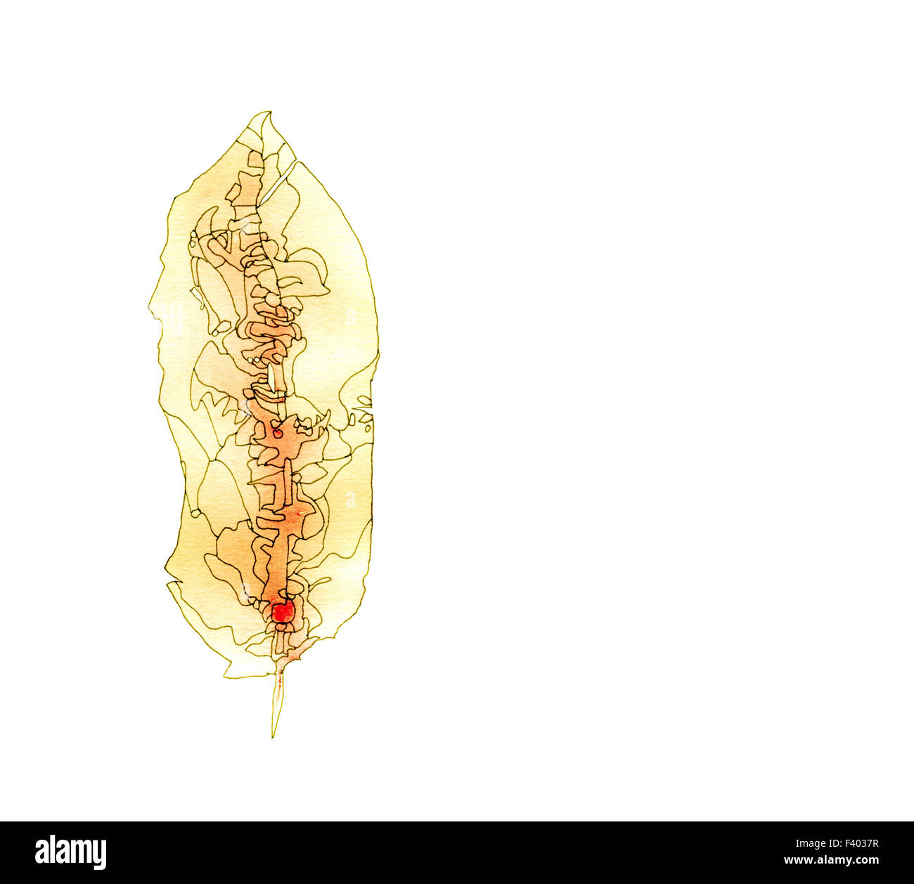 Plume jaune et blanc Banque D'Images