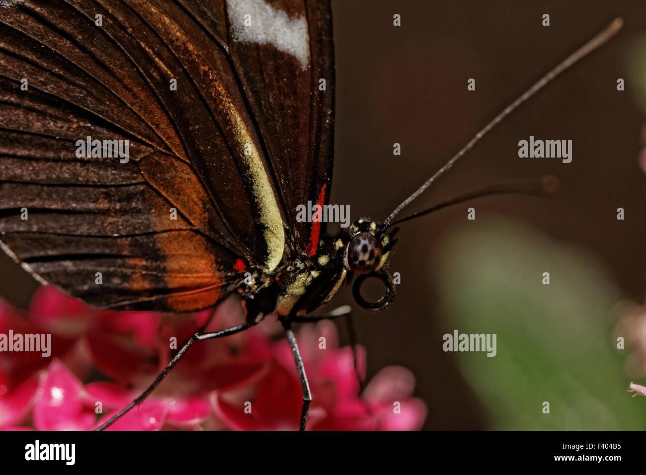 Papillon Banque D'Images