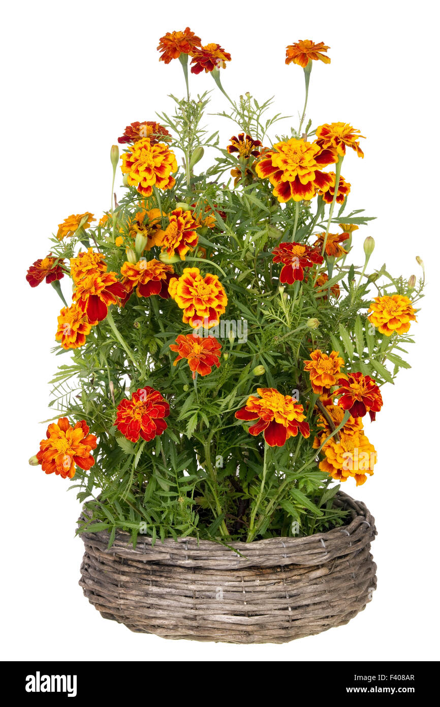 Golden Marigold fleurs poussent dans panier Banque D'Images