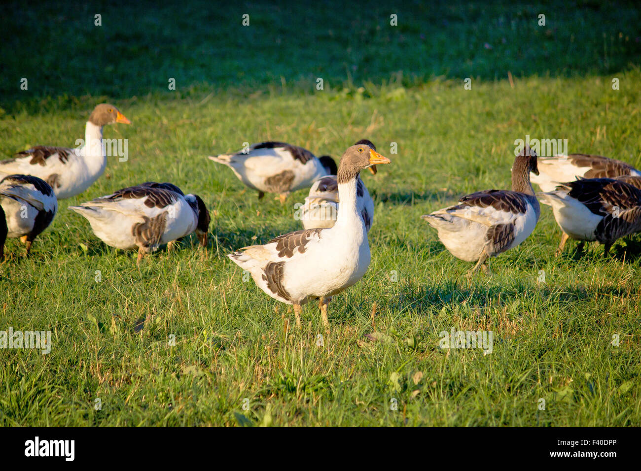 Un troupeau d'oies sur le pré vert Banque D'Images