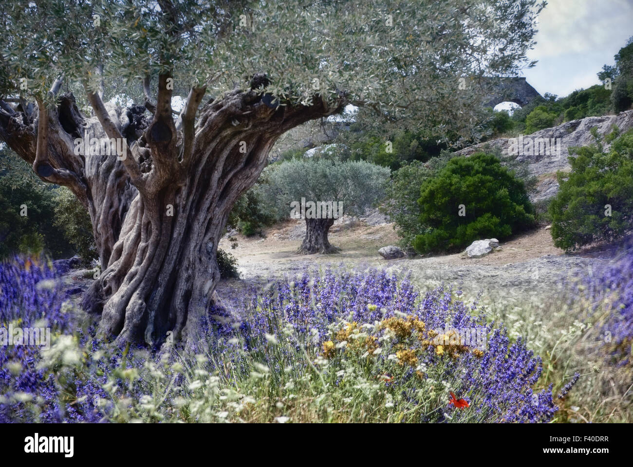 Provence romantique Banque D'Images