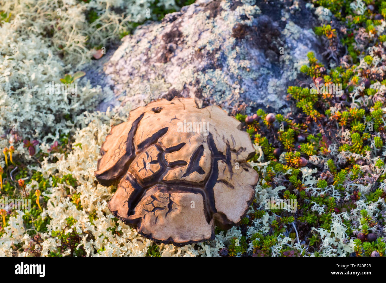 Symbole magique de champignons spéciaux scandinaves Banque D'Images