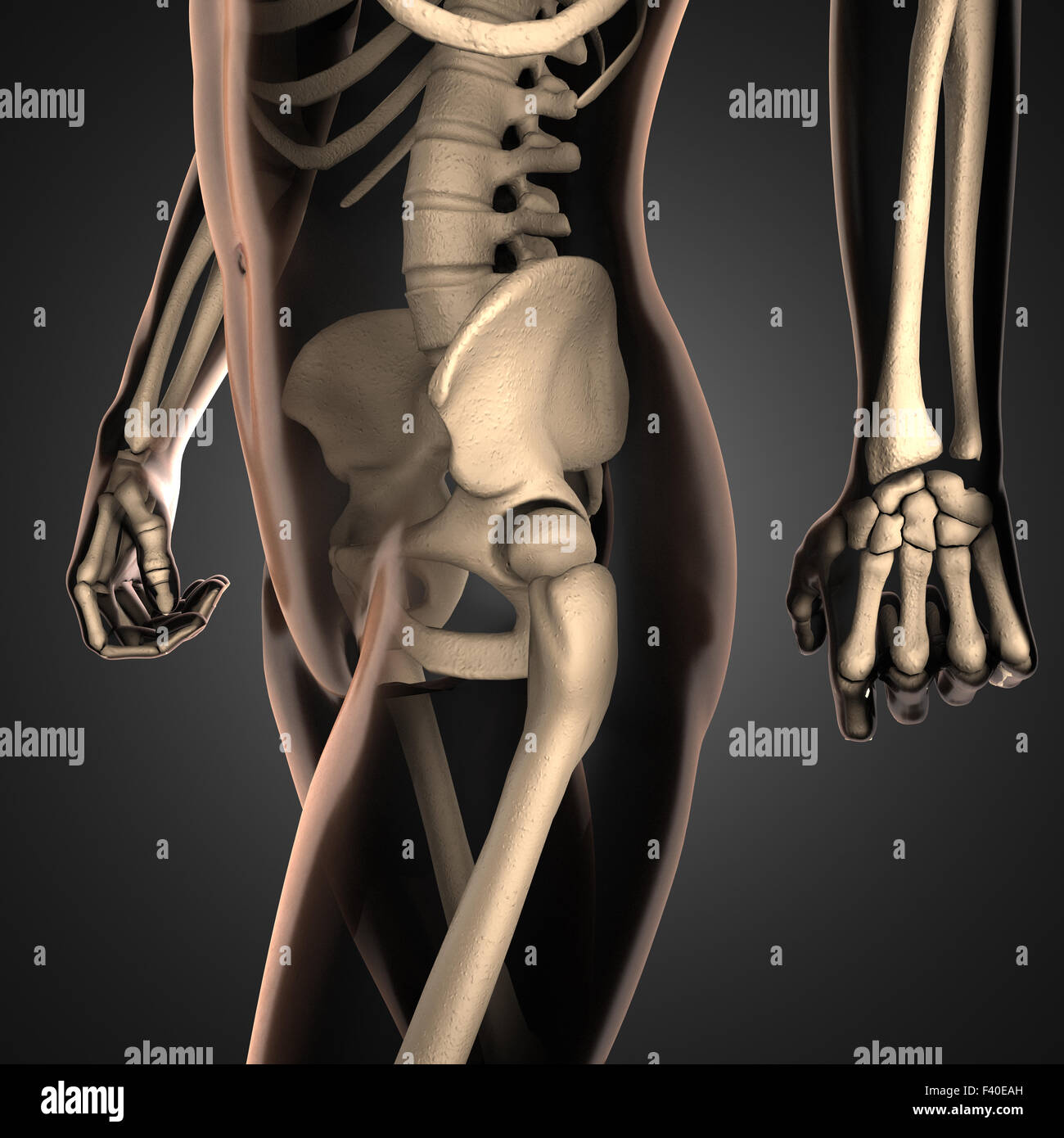 L'analyse de la radiographie des os avec Banque D'Images