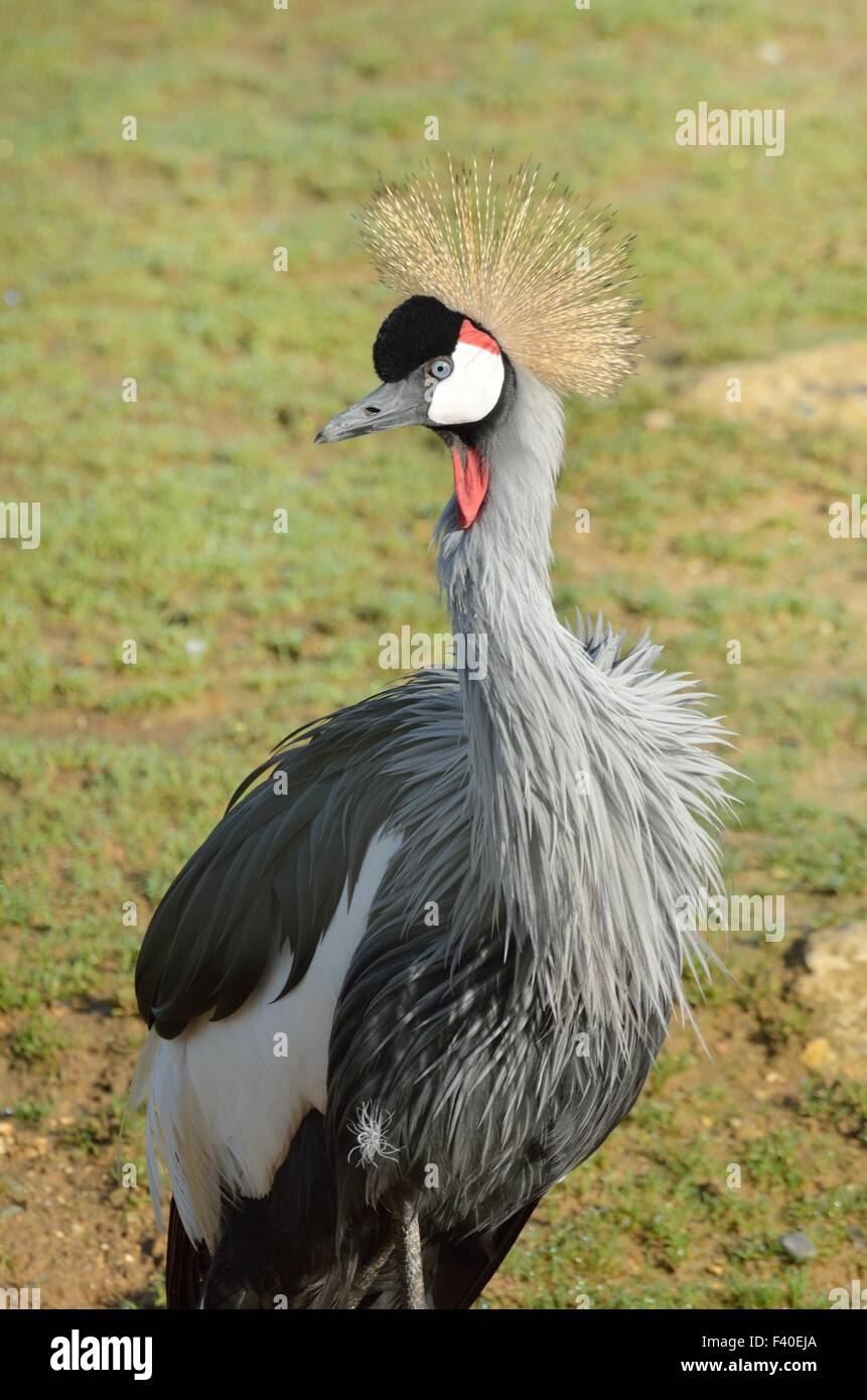 Grue gris d'Afrique debout Banque D'Images