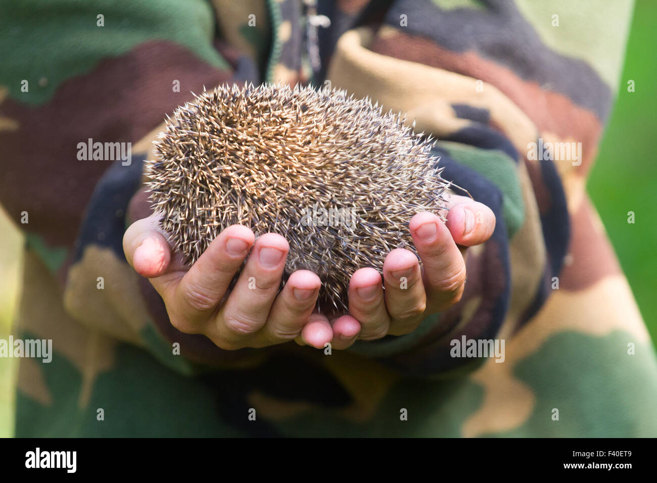 Hedgehog dans les mains trust Banque D'Images