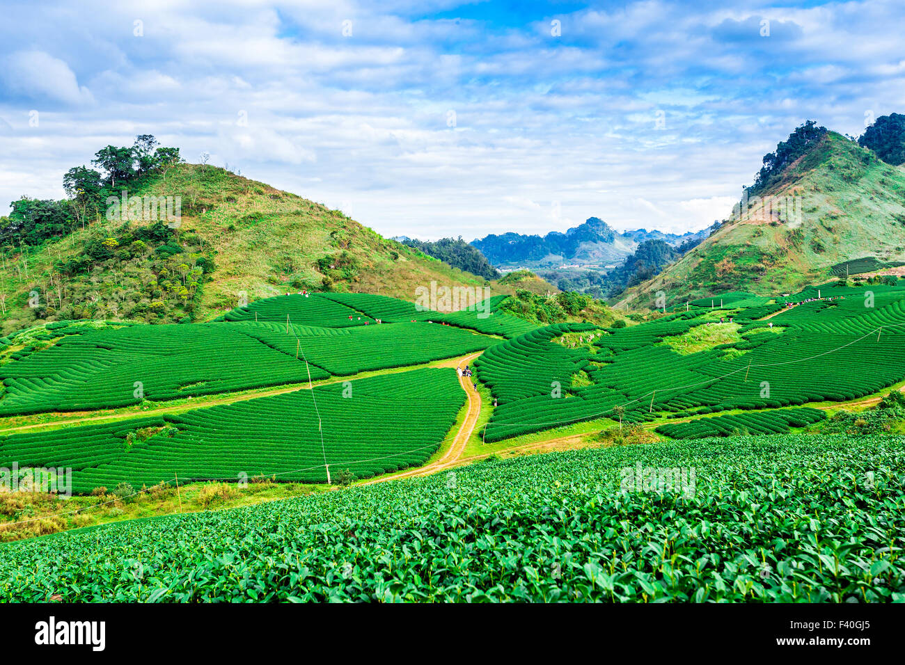 La plantation de thé sur les hauts plateaux Banque D'Images