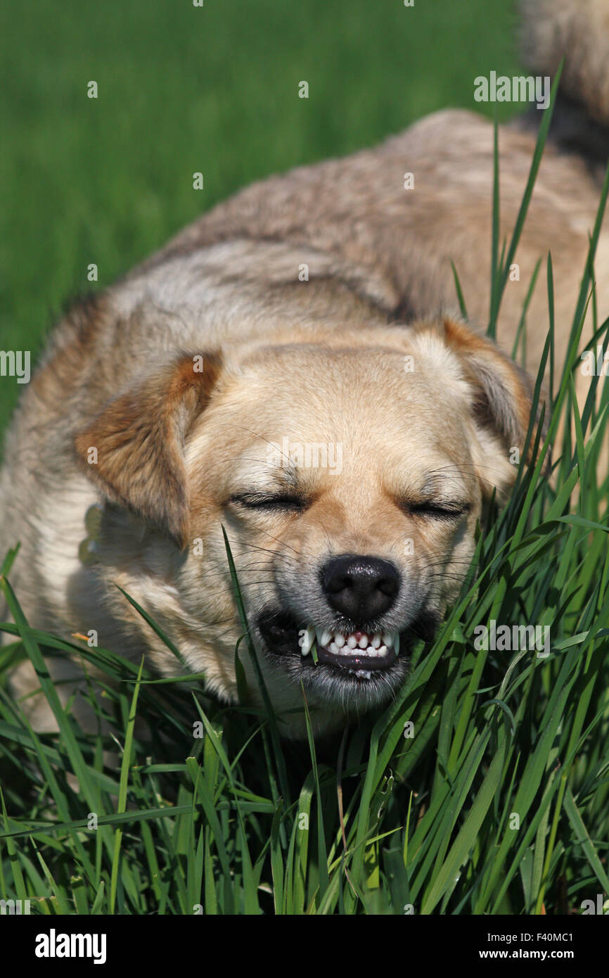 Chien mange de l'herbe Banque D'Images