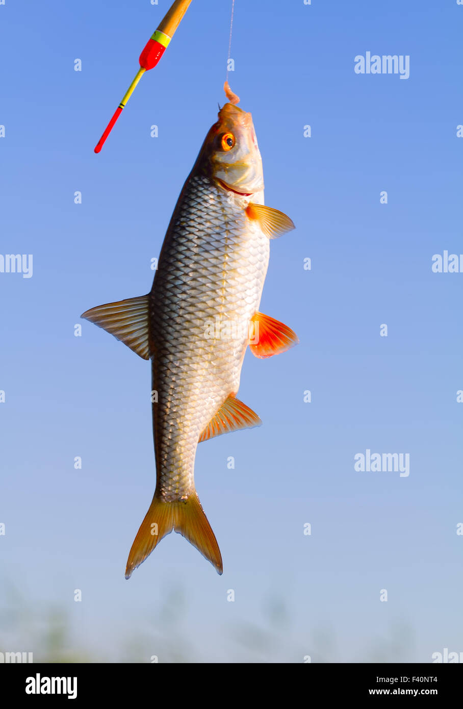 La pêche à la ligne sur un poisson gardon canne à pêche Banque D'Images