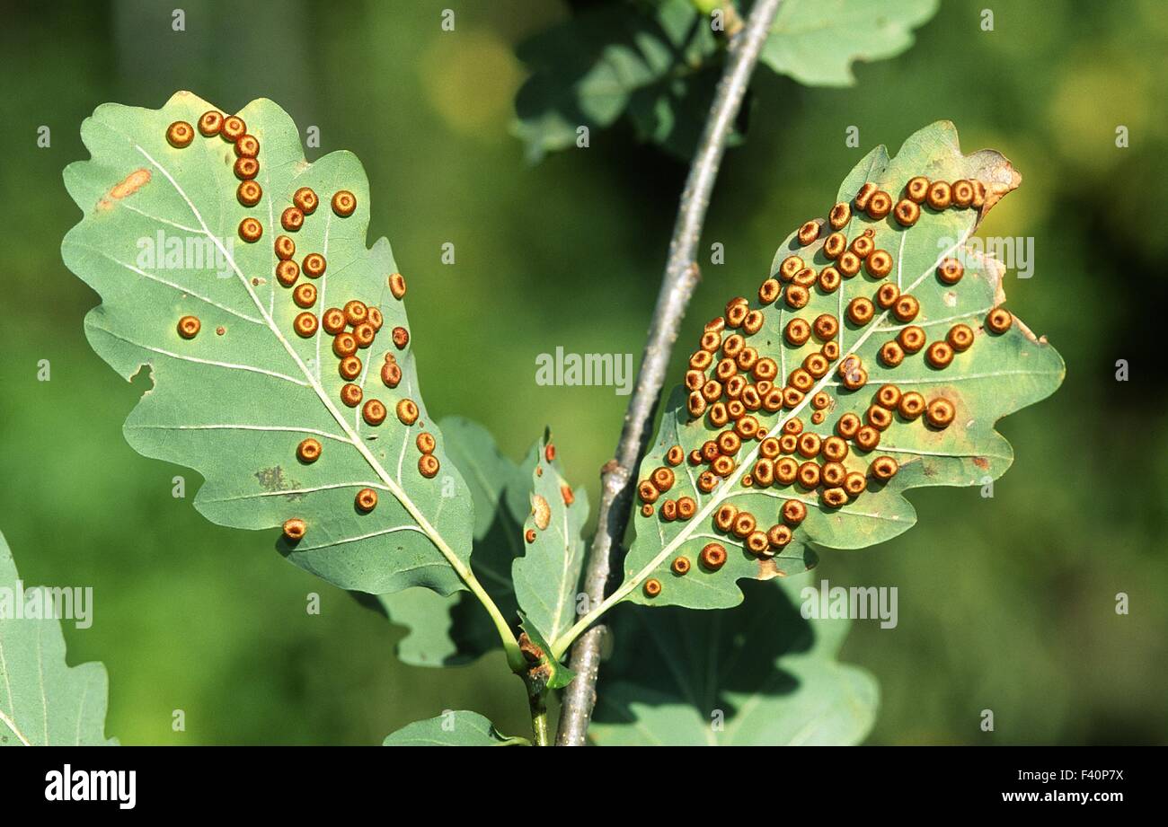 Gall wasp feuille de chêne sur Banque D'Images