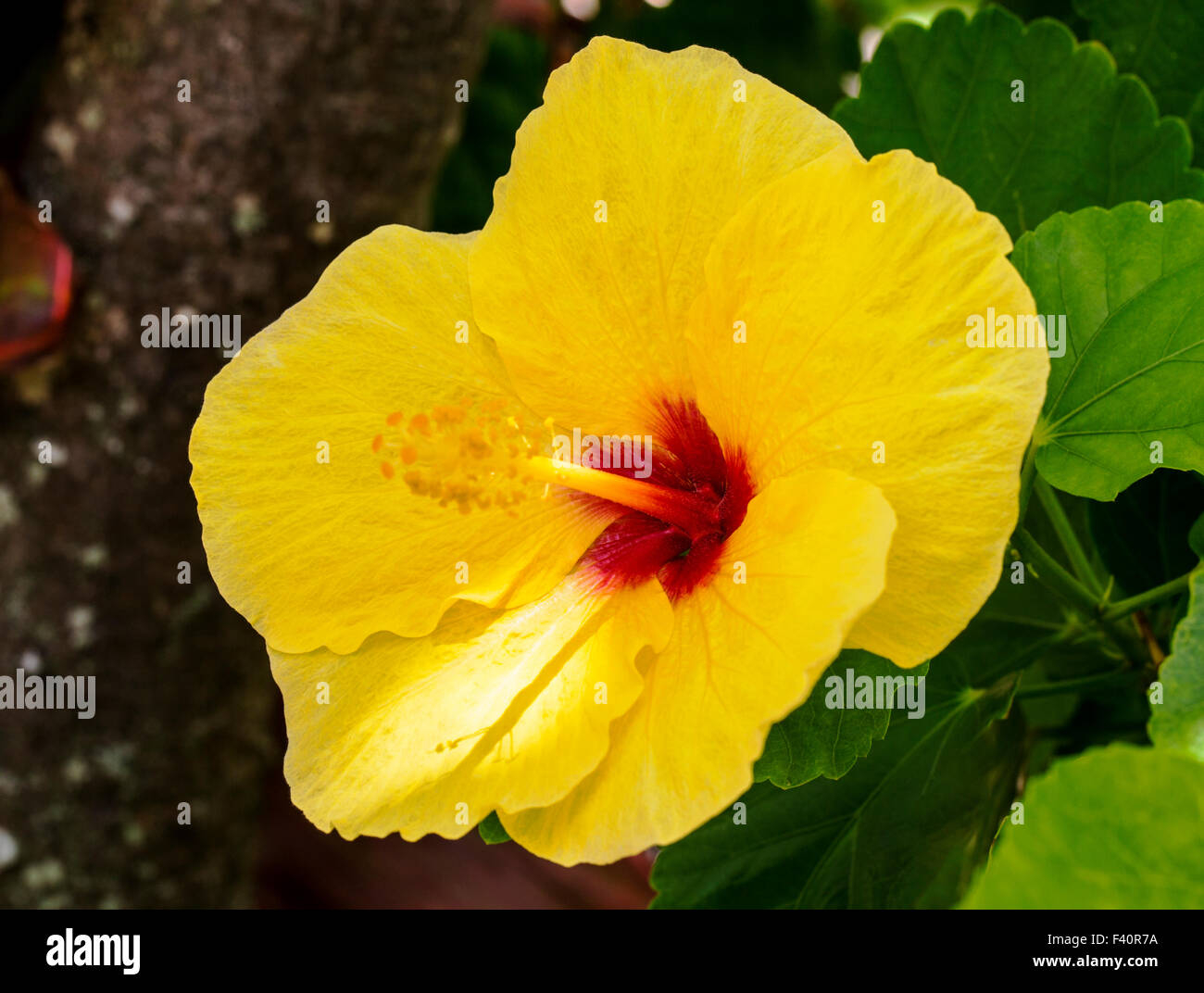 Hawaiian Hibiscus Hibiscus Hibiscus jaune ; ; ; brackenridgei fleur d'Hawaï de l'état ; pua aloalo ; ma'o hau hele ; Kalapaki Bay Banque D'Images