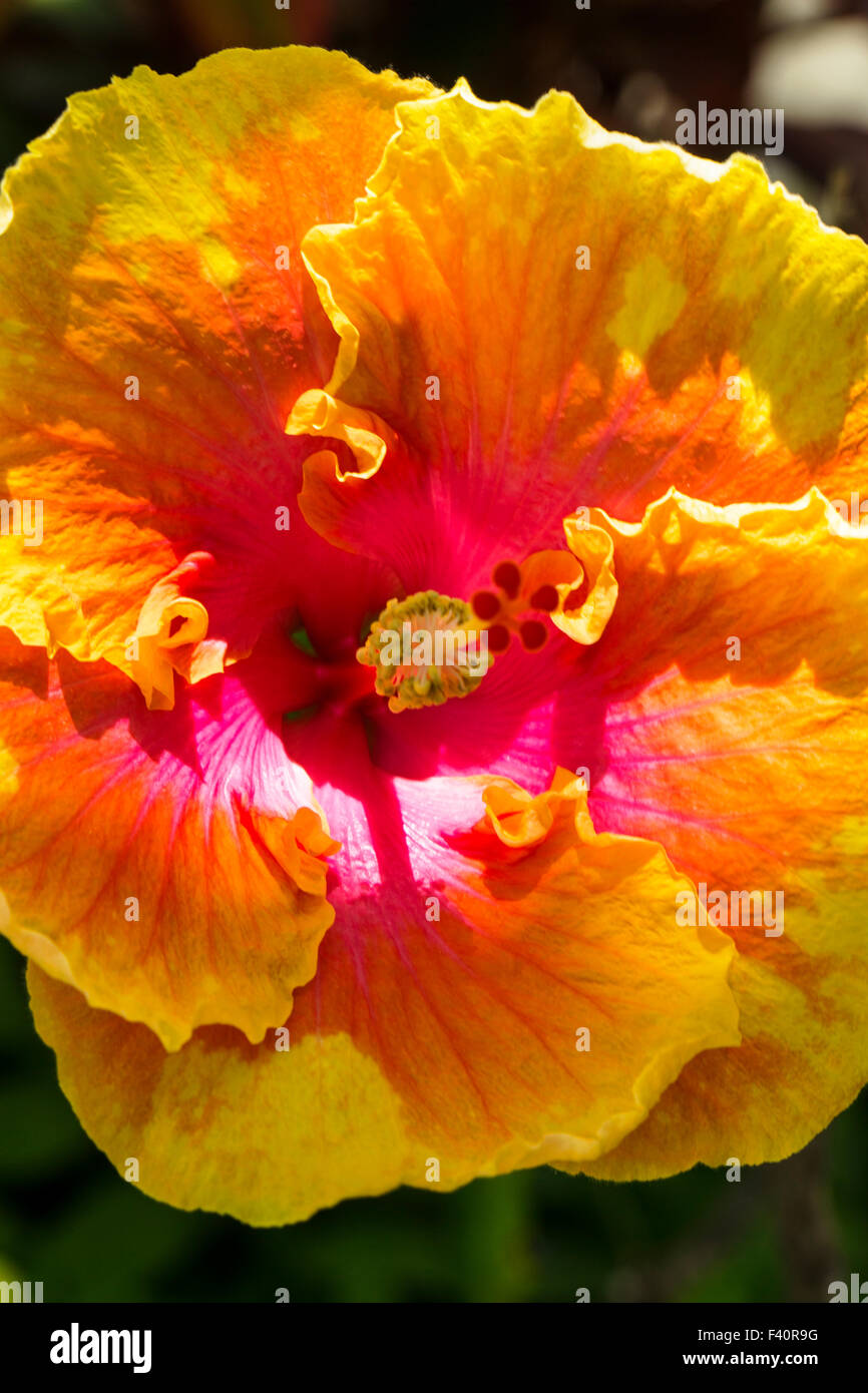 Hula Girl chinois ; HIBISCUS hibiscus rosa ; ; ; ; Kauai Kalapaki Bay Hawai'i ; USA Banque D'Images