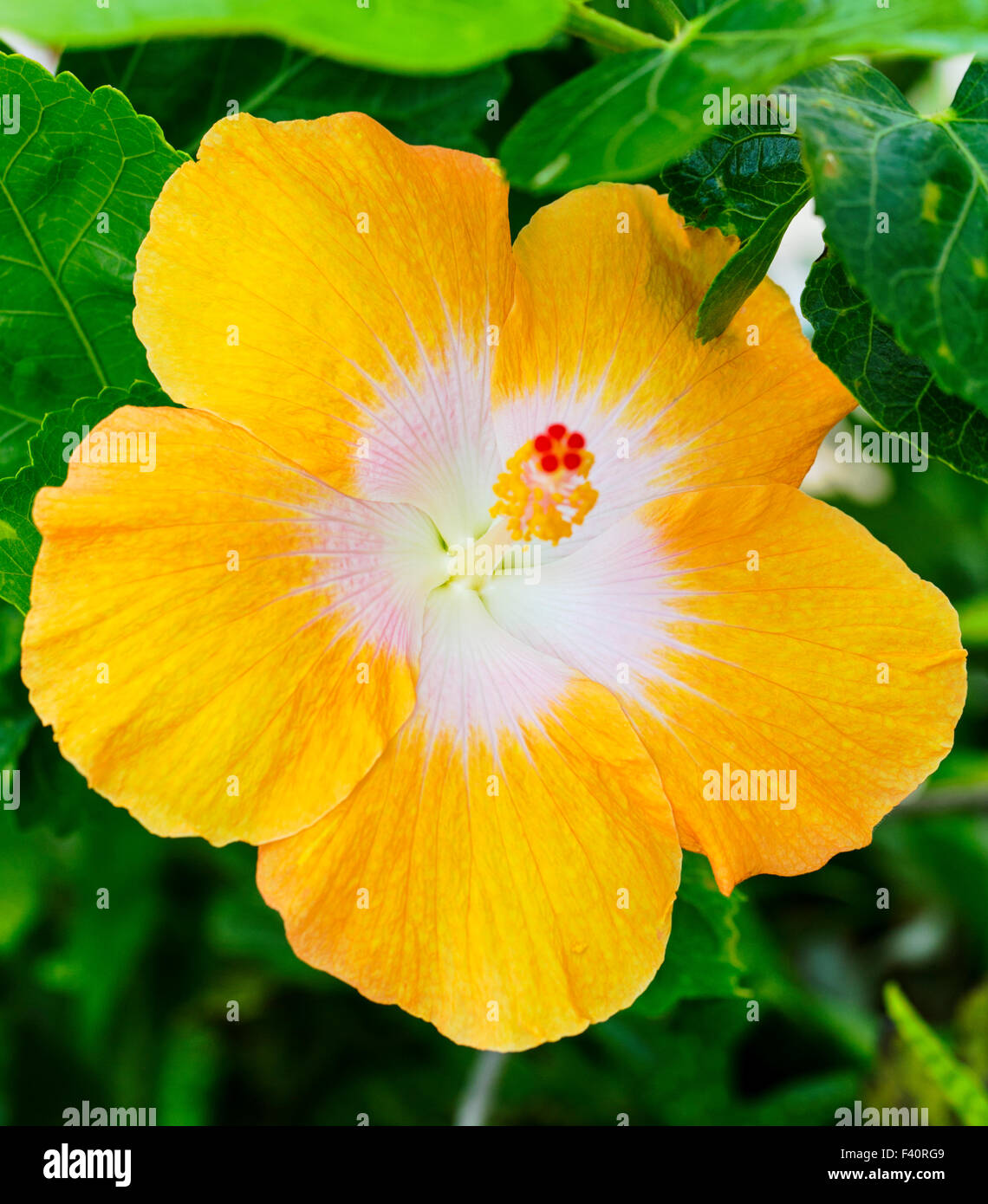 Hawaiian Hibiscus Hibiscus Hibiscus jaune ; ; ; brackenridgei fleur d'Hawaï de l'état ; pua aloalo ; ma'o hau hele ; Kalapaki Bay Banque D'Images