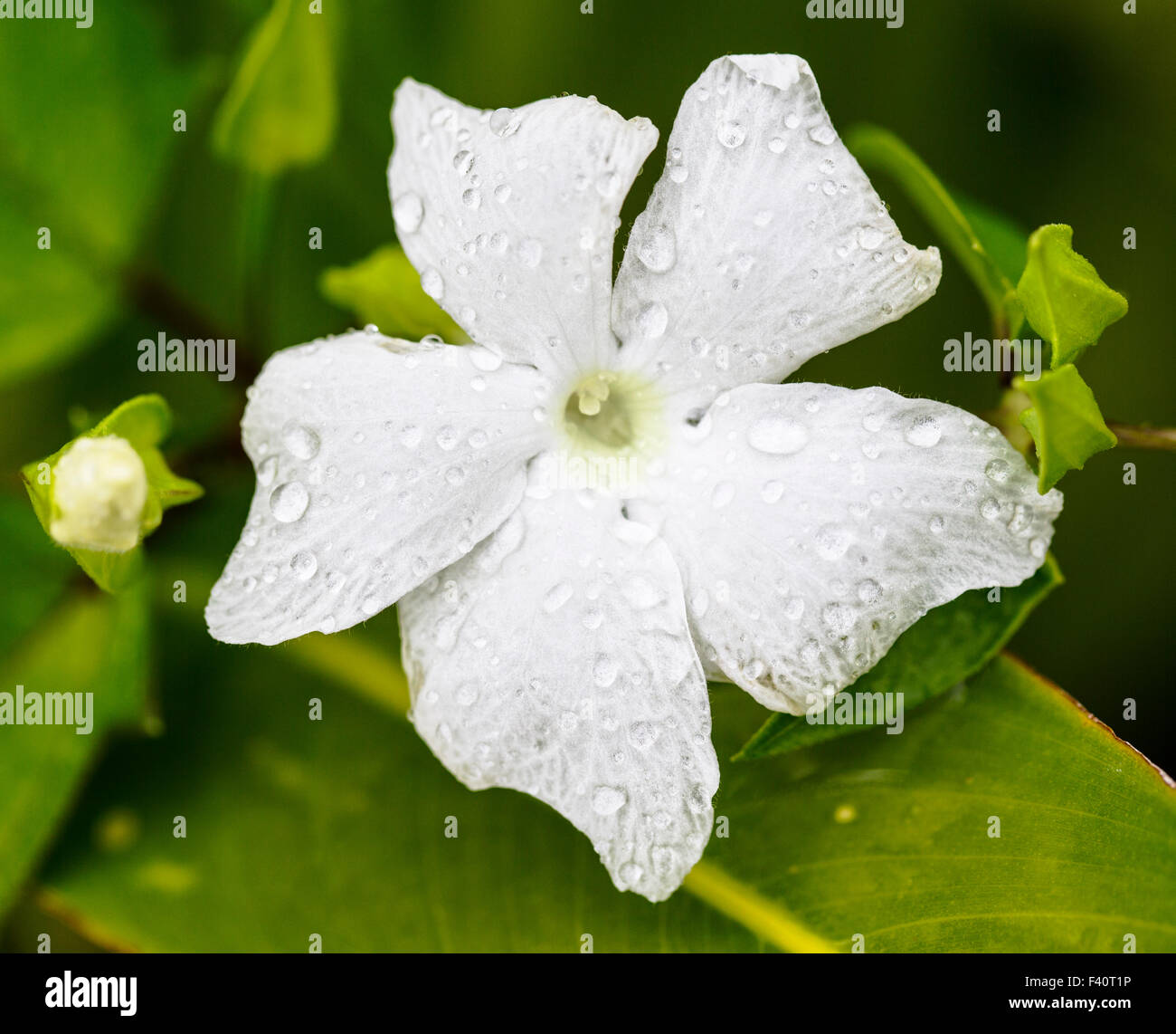 Gouttes ; COCHON ; vigne Thunbergia grandiflora ; blanc ; trumpit ; Kauai Kalapaki Bay ; Hawai'i ; USA Banque D'Images