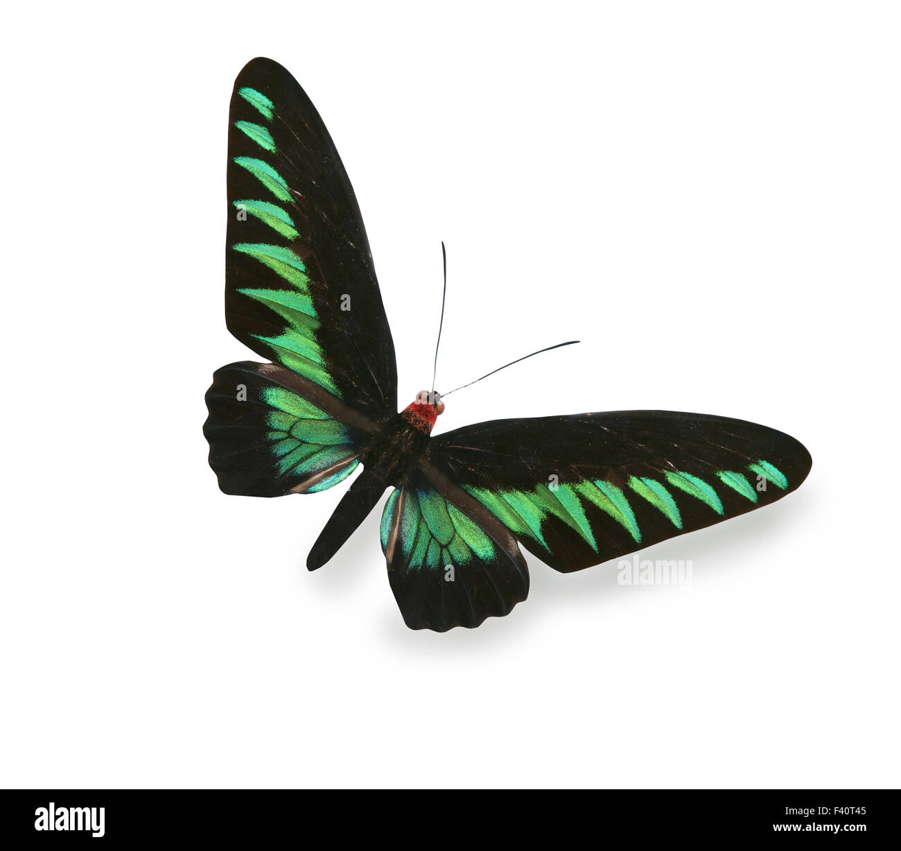 Papillon noir et vert isolated on white Banque D'Images
