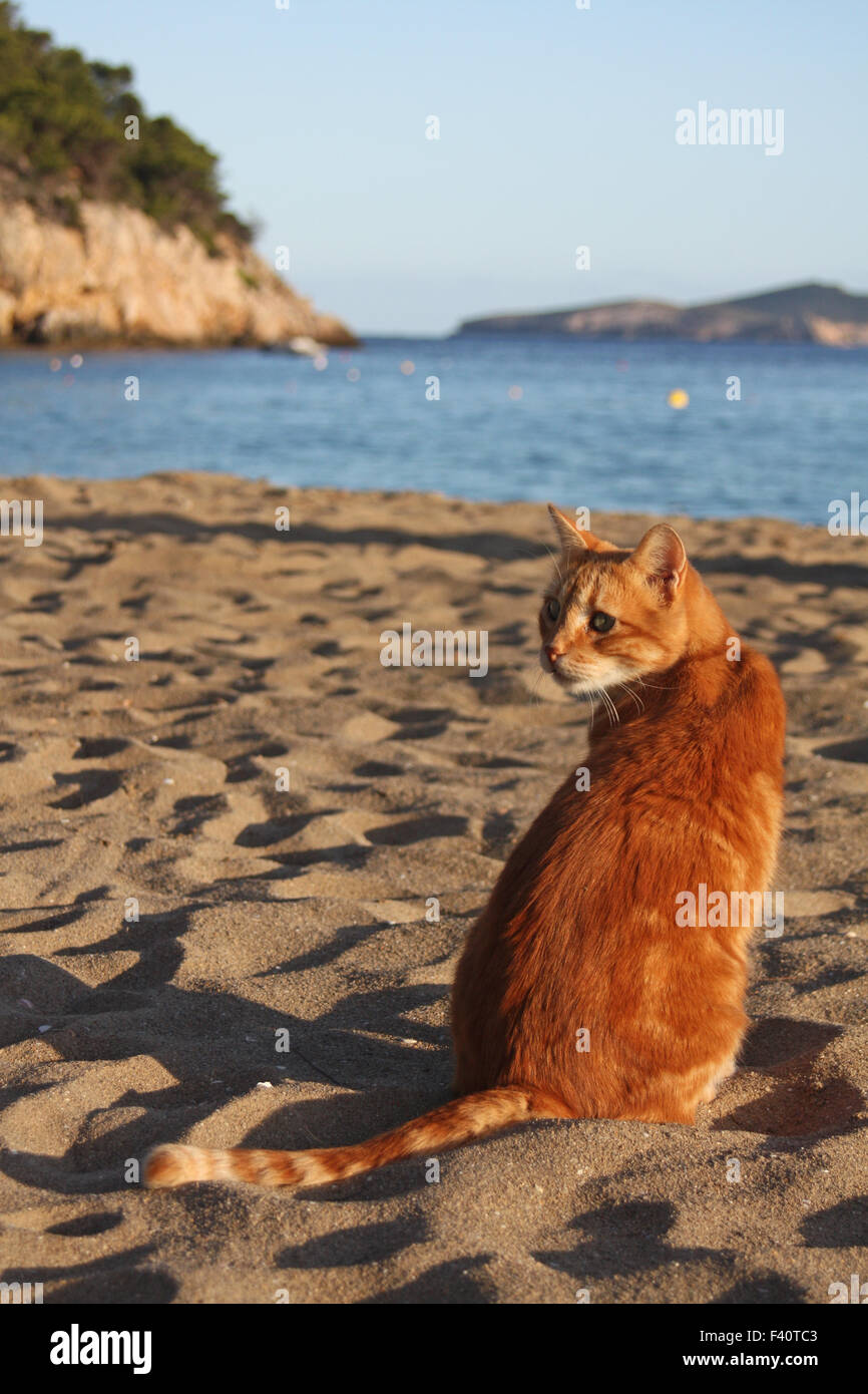 Chat domestique à la plage Banque D'Images