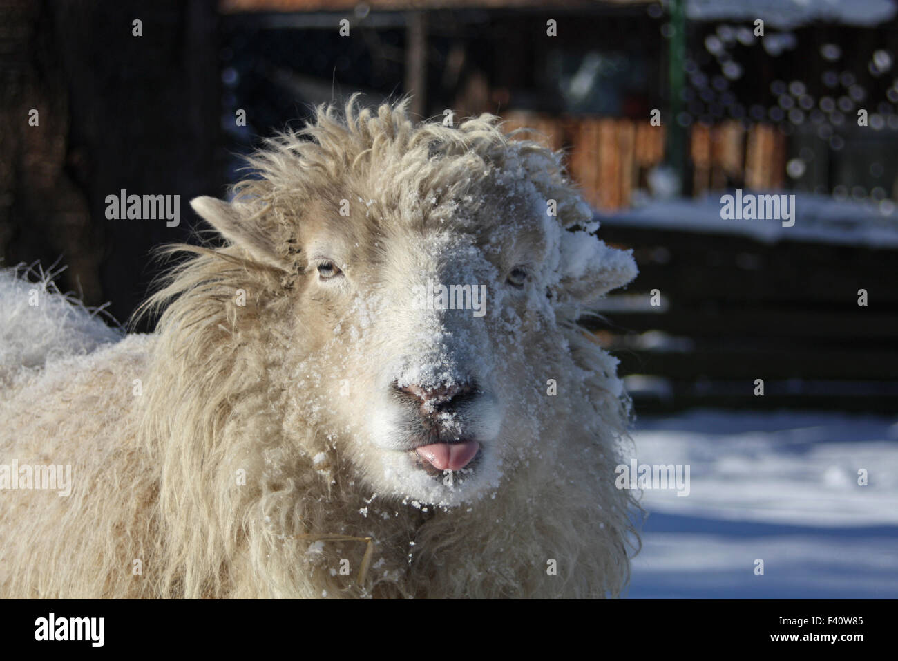 Les moutons dans la neige Banque D'Images