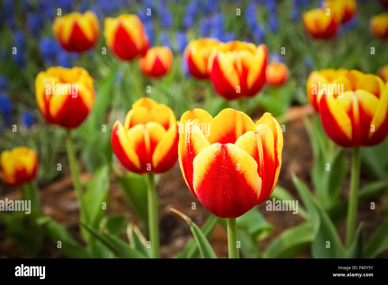 Magnifiques tulipes closeup Banque D'Images