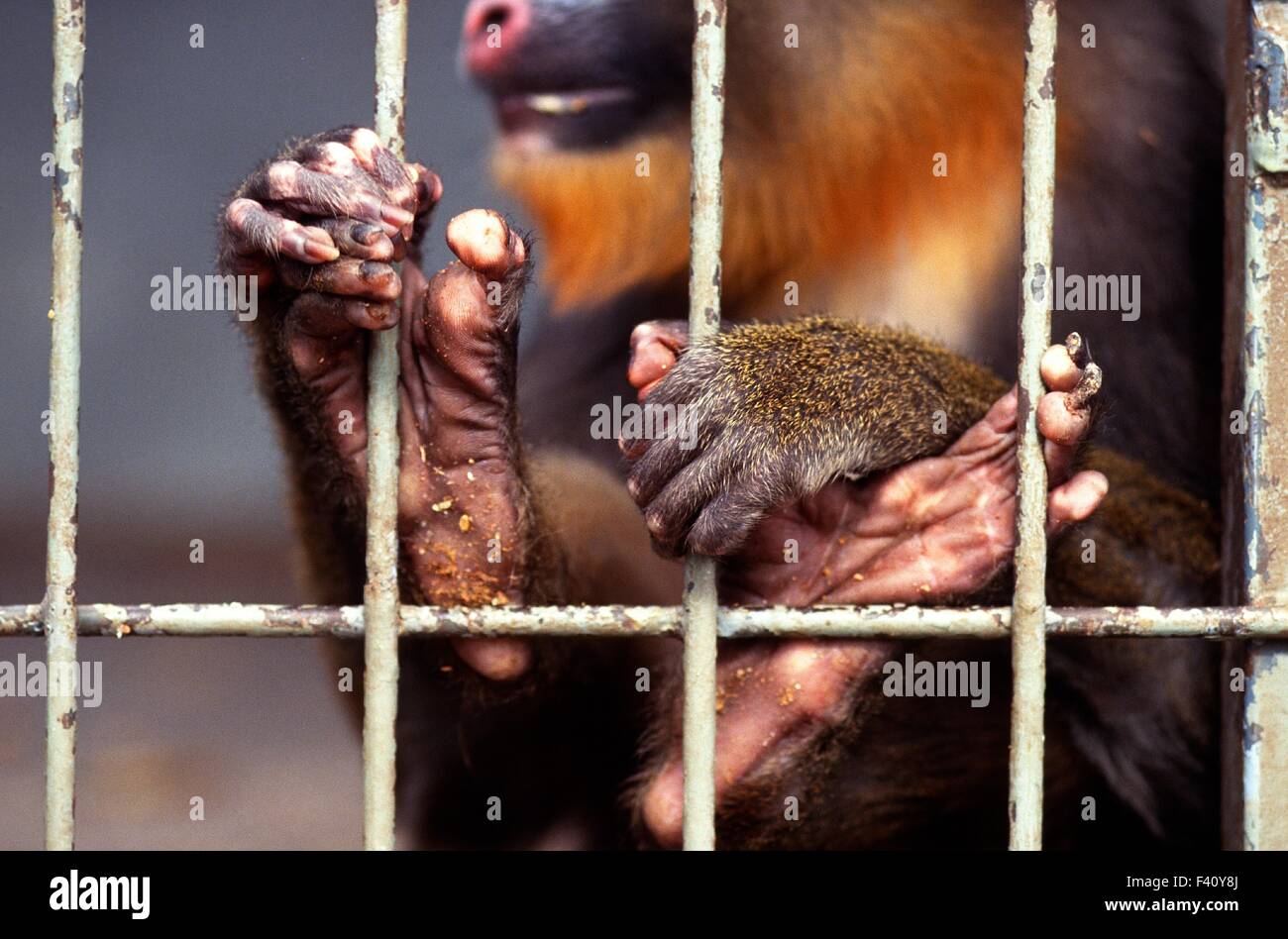 Mandrill ; cages Banque D'Images